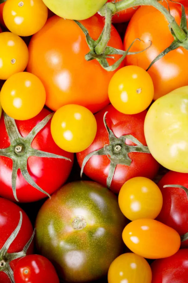 variety of tomatoes